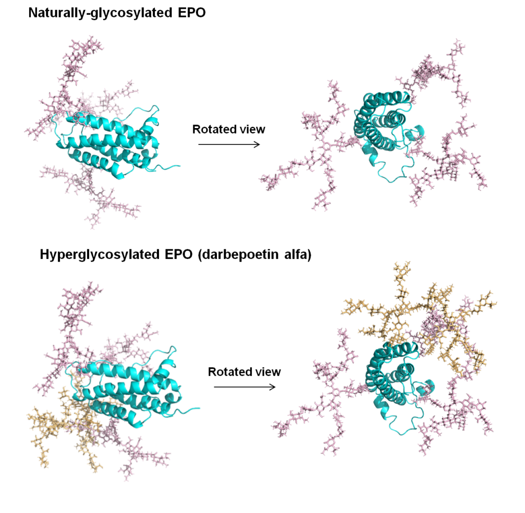 Comparison of naturally-glycosylated EPO and hyperglycosylated EPO (darbepoetin alfa), which has two "built in" N-glycans.
