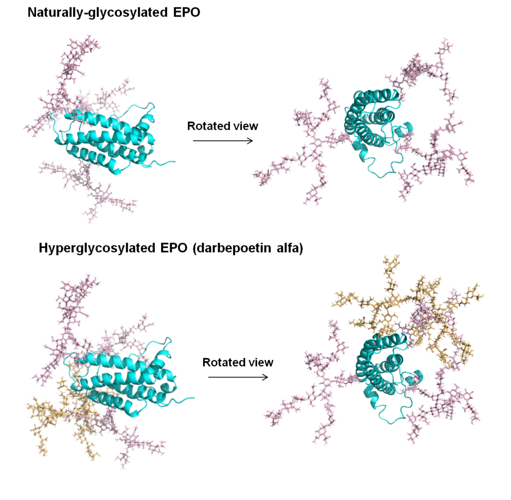 Comparison of naturally-glycosylated EPO and hyperglycosylated EPO (darbepoetin alfa), which has two "built in" N-glycans.