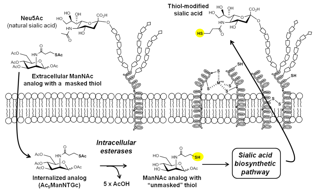 Figure 3.1.1. Metabolic installation of thiol-modified sialic acids into cell surface glycans.